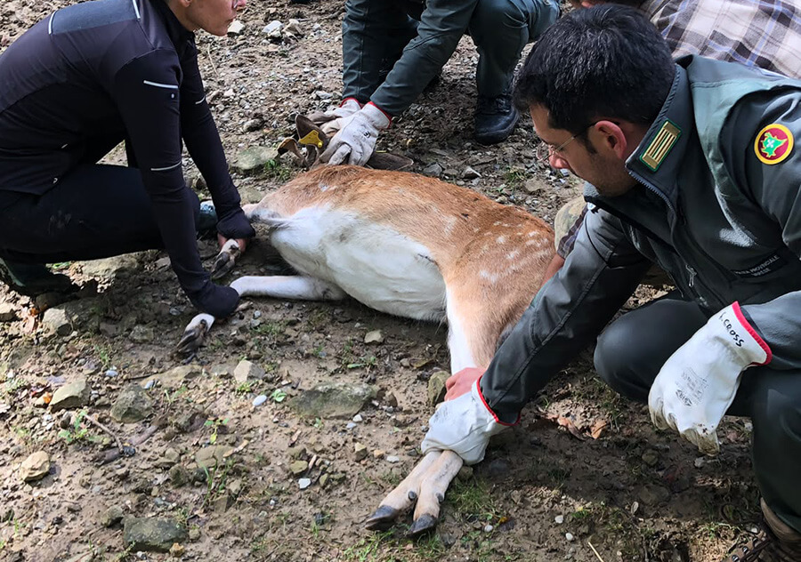 Corso Recupero e cattura fauna selvatica - Livello 2